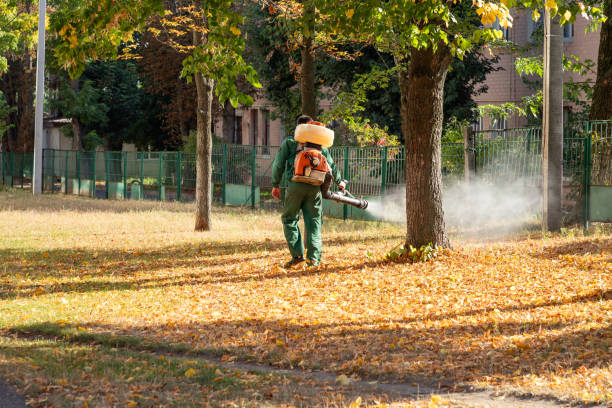 Best Termite Control Services  in Cannon Af, NM