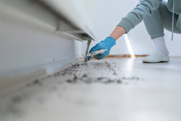 Best Local Pest Control Services  in Cannon Af, NM